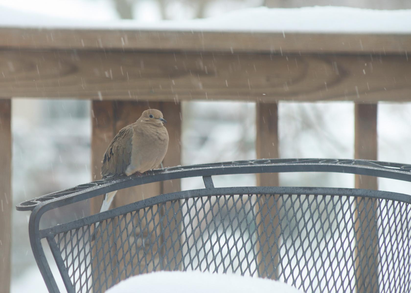 mourning dove rests during storm